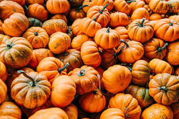 Large Piles Scattering of Orange small Pumpkins and Gourds at a Pumpkin Patch in October for a Fall Festival