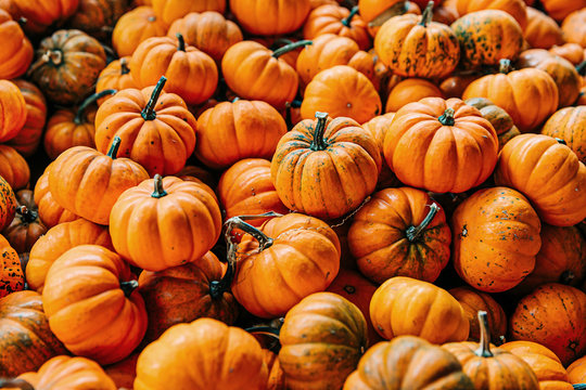 Large Piles Scattering of Orange small Pumpkins and Gourds at a Pumpkin Patch in October for a Fall Festival