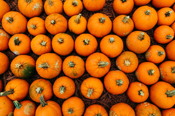 Large Piles Scattering of Orange Pumpkins and Gourds at a Pumpkin Patch in October for a Fall Festival