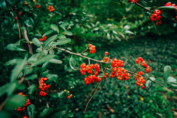 small red berries on a bush outside in the fall. Winter plant blooming for Christmas