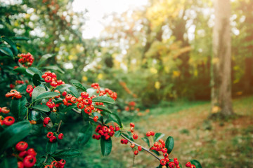 small red berries on a bush outside in the fall. Winter plant blooming for Christmas - Powered by Adobe