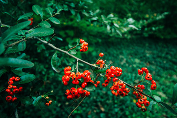 small red berries on a bush outside in the fall. Winter plant blooming for Christmas