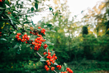 small red berries on a bush outside in the fall. Winter plant blooming for Christmas