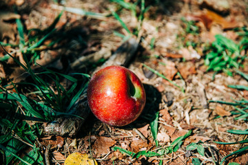 A single red apple fallen on the dirt ground at an orchard in the autumn