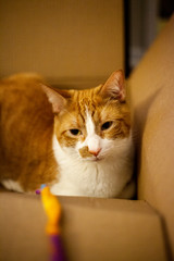 cat sleepy in box