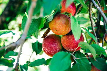 Closeup of red apples frowing on an apple tree with a leafy brach ready to be picked