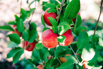 Closeup of red apples frowing on an apple tree with a leafy brach ready to be picked