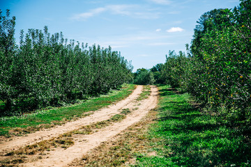 Fototapeta na wymiar a long country dirt road at an apple orchard