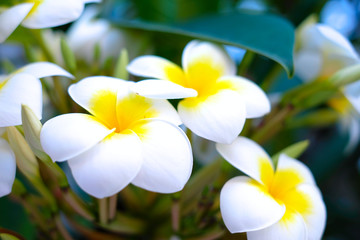Flowers of white plumeria (frangipani) in fool bloom.