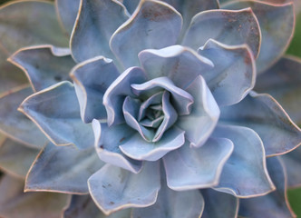 Symmetrical pattern of silver blue and pink succulent leaves, top view graphic pattern.