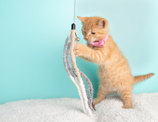 Cute Young Orange Tabby Cat Kitten Rescue Wearing Pink Bow Tie Standing on Back Legs Playing with a String Toy with a Bell