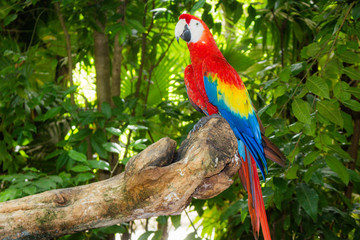 Arara Vermelha em Cancun - México, no parque xCaret
