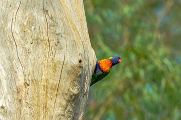 Lorikeet Peeking