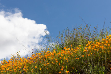 Scenic spring landscape of bright orange vibrant vivid golden California poppies, seasonal native plant set against clouds and sky