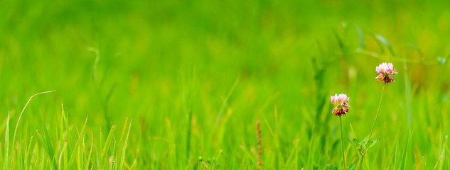 milk vetch flowers and green glass