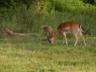 FallowDeer