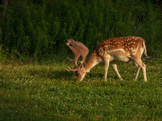 FallowDeer