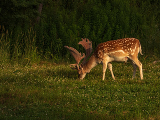 FallowDeer