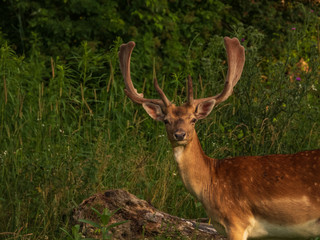 Obraz premium FallowDeer