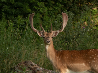 FallowDeer