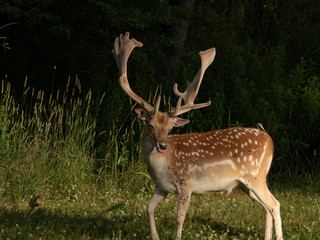 FallowDeer