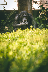 chimpanzee 