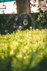 chimpanzee 