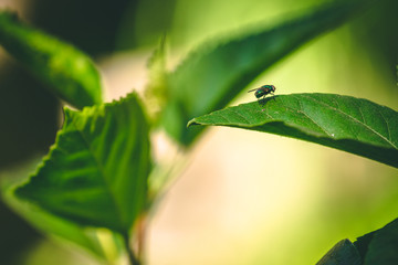 fly on a leaf
