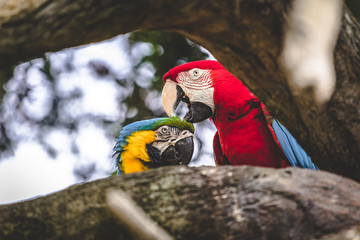 parrot sitting on a branch