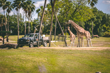 giraffes in the park