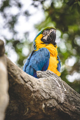 blue and gold macaw