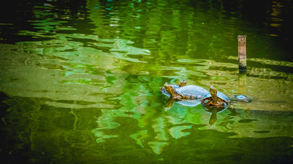 tortuga de la amazonía peruana 