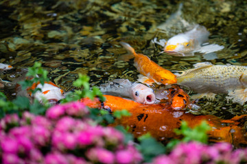 koi pond