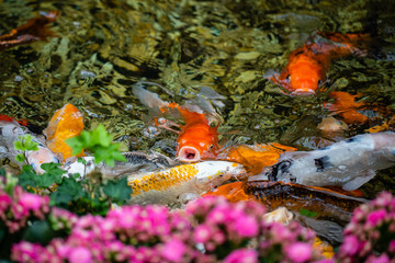 koi pond