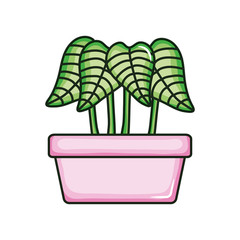 plant nature in square ceramic pot