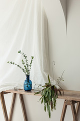 White room interior with plants