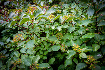Foliage background along Waterfall Canyon Trail near Ogden, Utah