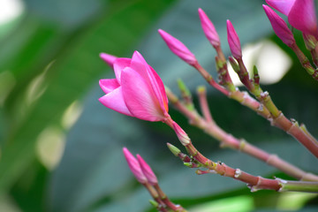  Pink plumeria flowers Planted in the garden Natural and beautiful