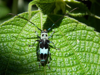 模様が特徴的なラミーカミキリ(愛媛県)