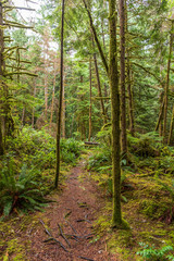 View at Mountain Trail in British Columbia, Canada. Forest Background.