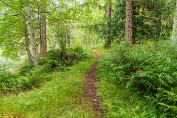 View at Mountain Trail in British Columbia, Canada. Forest Background.