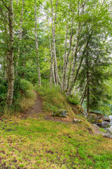 View at Mountain Trail in British Columbia, Canada. Forest Background.