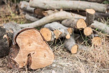 Pile Firewood on dry grass
