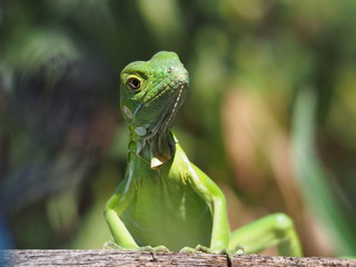Baby Iguana