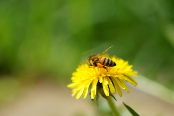 honeybee on the yellow dandelion in the summer garden
