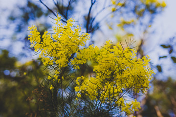 Australian native yellow wattle branches in bloom