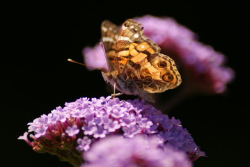 American Lady Butterfly