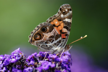American Lady Butterfly
