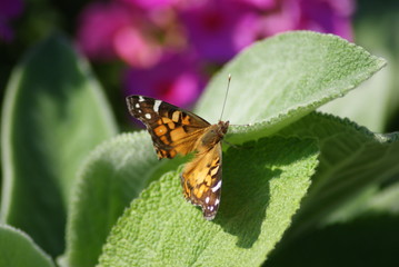 Obraz premium American Lady Butterfly