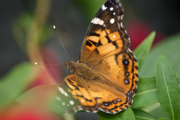 American Lady Butterfly